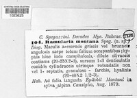 Ramularia montana image